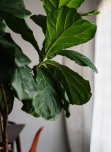 Bambino and Dwarf Fiddle Leaf Figs: What Is the Difference? 7 Regular fiddle leaf fig leaves