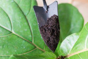 Everything You Need to Know About Fiddle Leaf Fig Care 6 shovel with soil