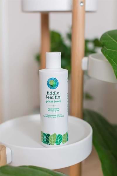 The 2020 Gift Guide for Fiddle Leaf Fig Lovers 3 Fiddle Leaf Fig Food