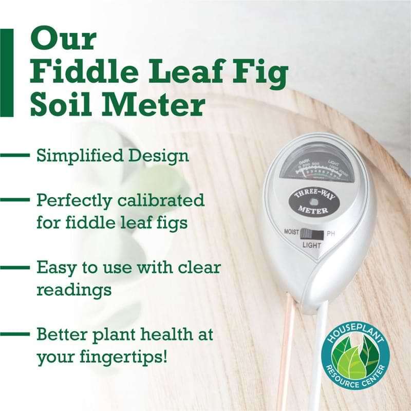 Fiddle Leaf Fig Plant Food Soil Meter