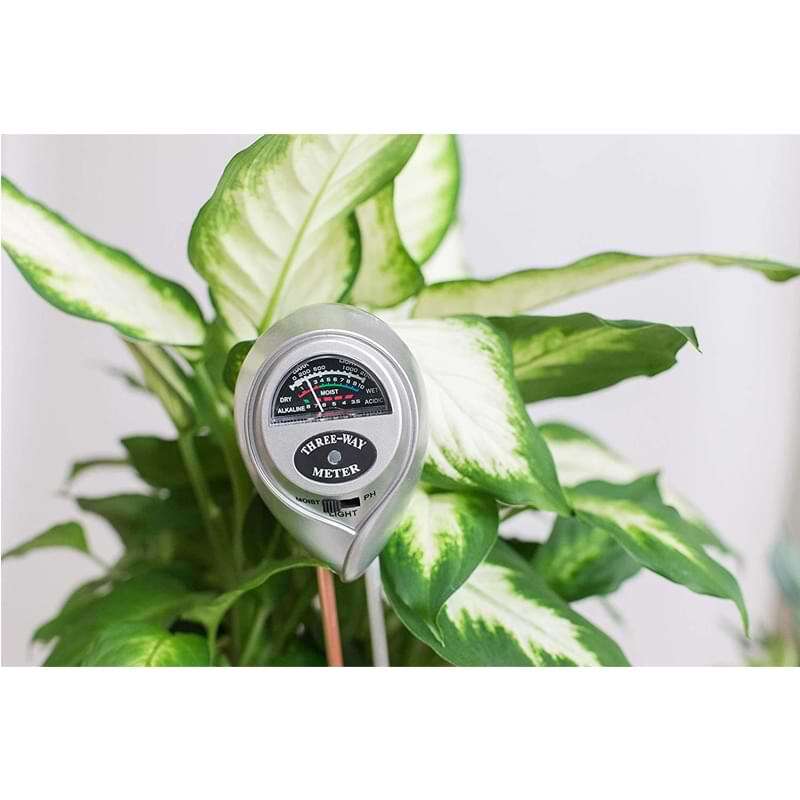 Fiddle Leaf Fig Plant Food Soil Meter