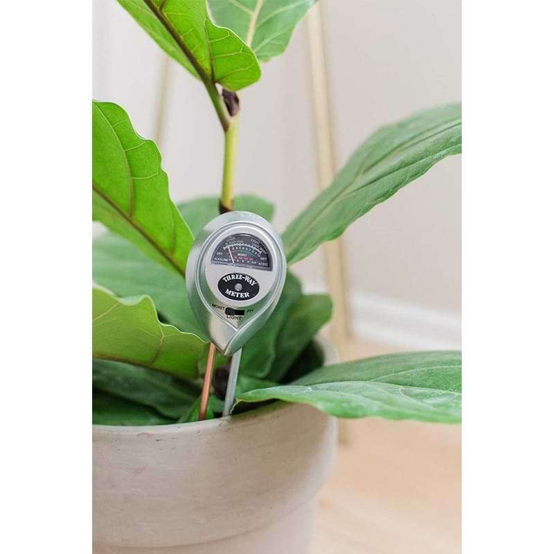 Fiddle Leaf Fig Plant Food Soil Meter