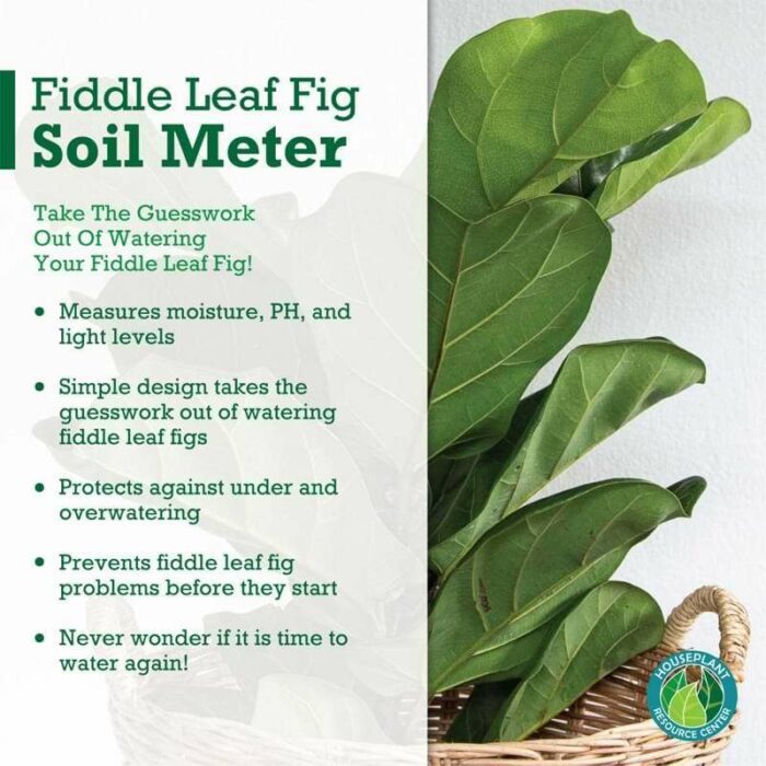 Fiddle Leaf Fig Plant Food Moisture Meter Plant Resource