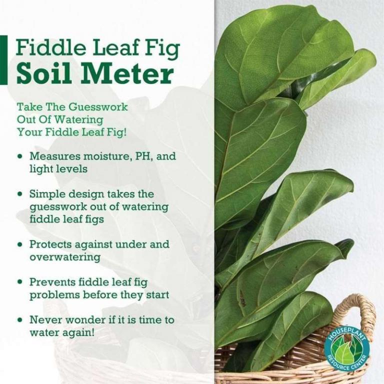 Fiddle Leaf Fig Plant Food Moisture Meter Plant Resource