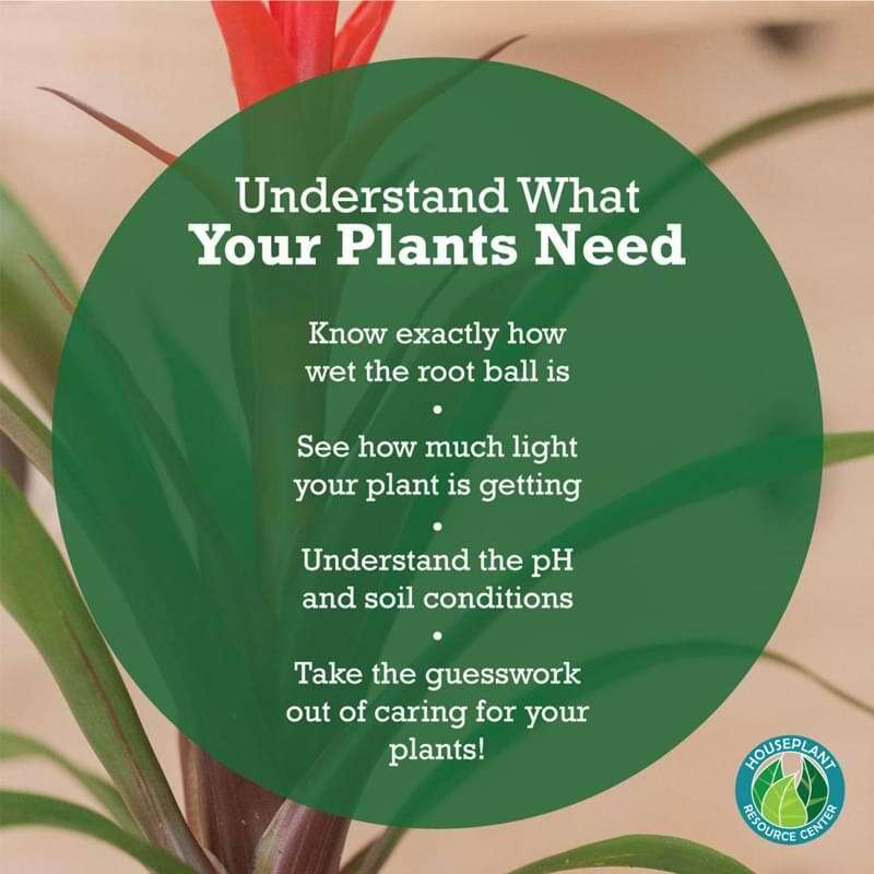 Fiddle Leaf Fig Plant Food Soil Meter