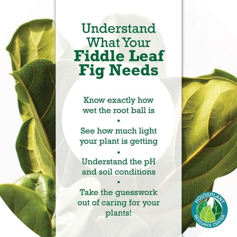 Fiddle Leaf Fig Plant Food Soil Meter