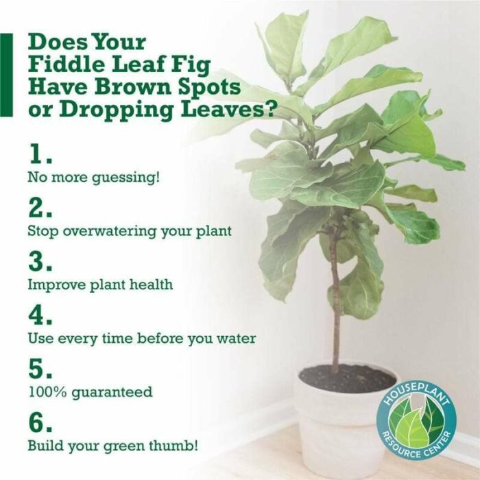 Fiddle Leaf Fig Plant Food Moisture Meter | Plant Resource