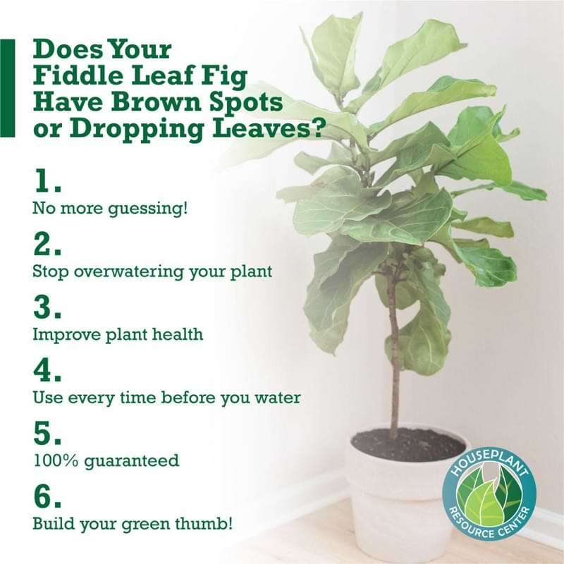 Fiddle Leaf Fig Plant Food Soil Meter