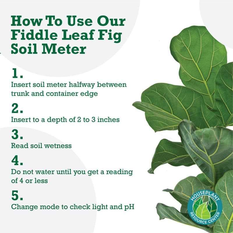 Fiddle Leaf Fig Plant Food Soil Meter