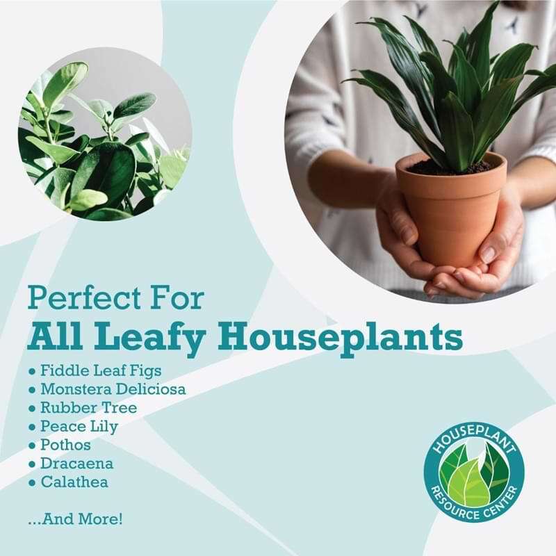 Houseplant Leaf Shine Spray  The Fiddle Leaf Fig Plant Resource