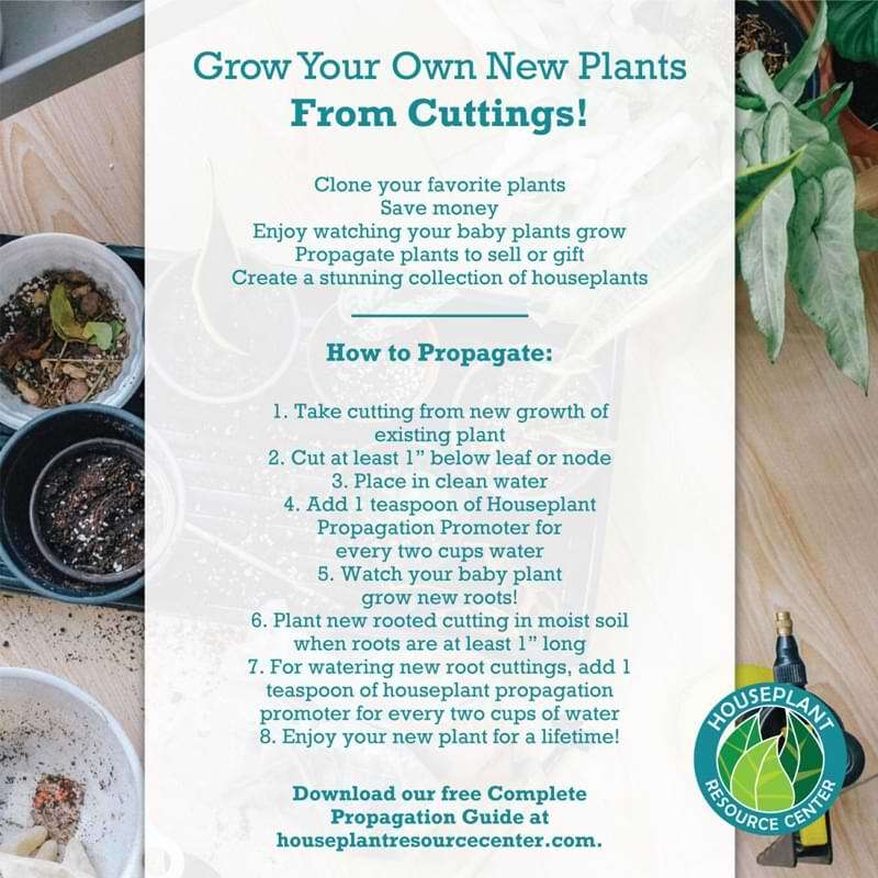 Houseplant Propagation Promoter 10 Houseplant Propagation Promoter