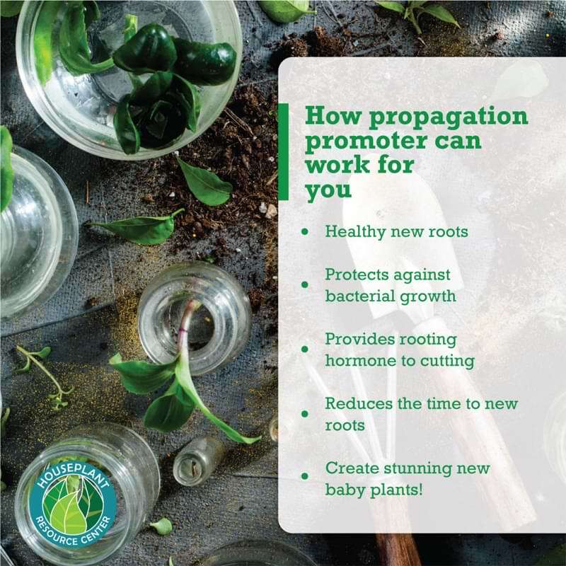 Houseplant Propagation Promoter 11 Houseplant Propagation Promoter