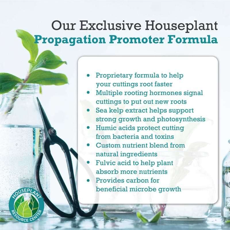 Houseplant Propagation Promoter 6 Houseplant Propagation Promoter