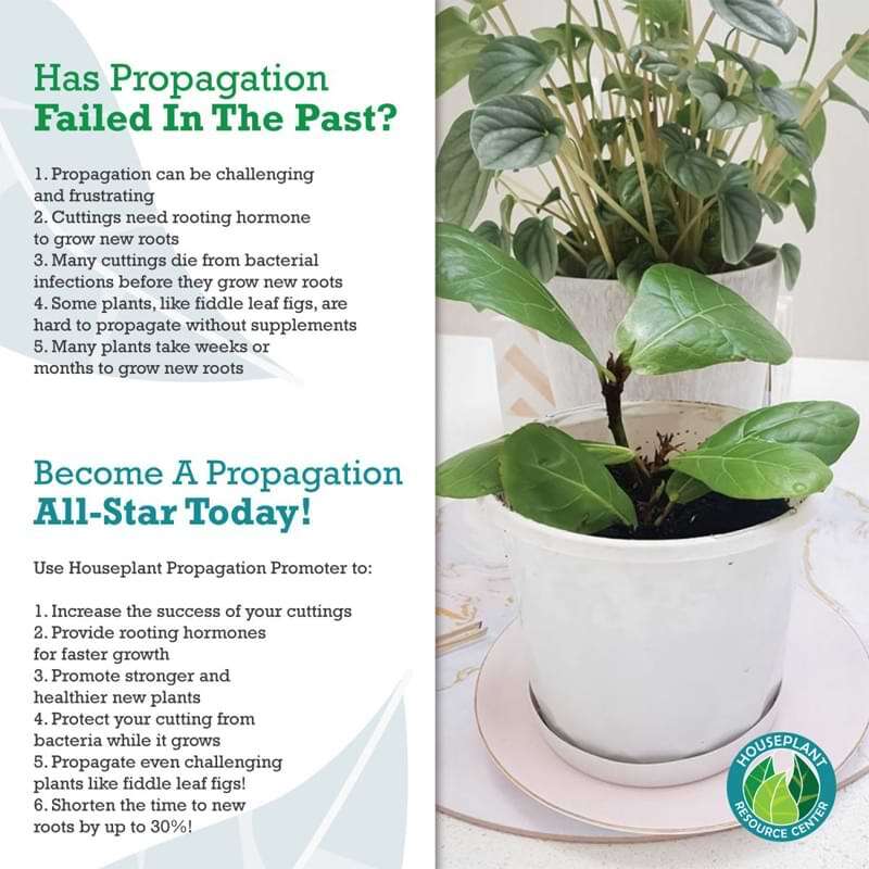 Houseplant Propagation Promoter 7 Houseplant Propagation Promoter