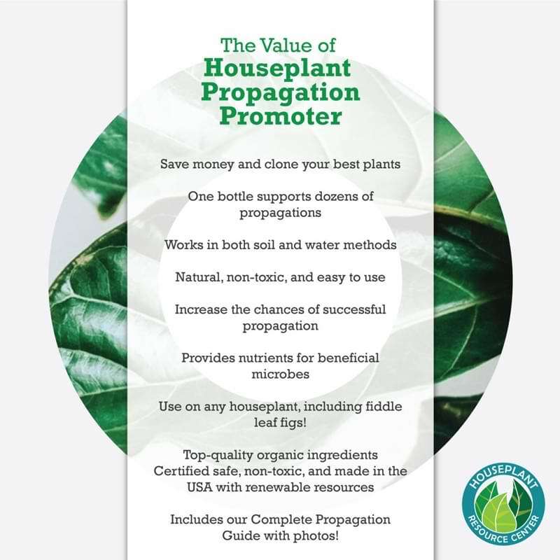 Houseplant Propagation Promoter 8 Houseplant Propagation Promoter