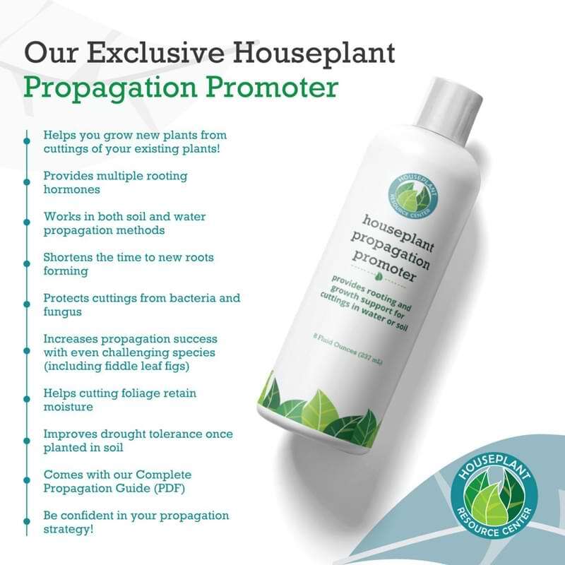 Houseplant Propagation Promoter 9 Houseplant Propagation Promoter