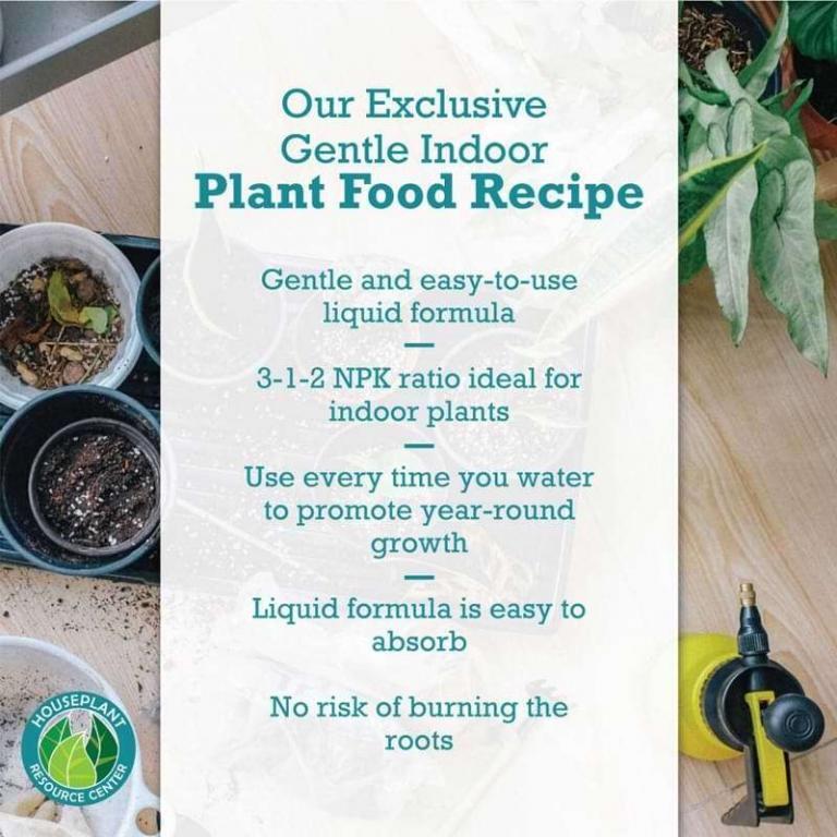 Indoor Plant Food The Fiddle Leaf Fig Plant Resource
