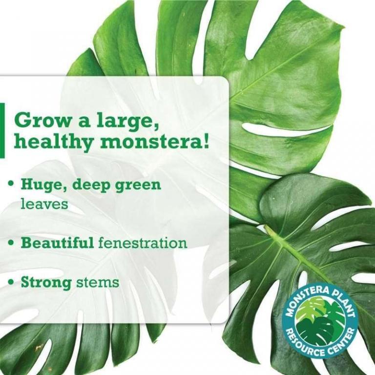 Monstera Plant Food The Fiddle Leaf Fig Plant Resource