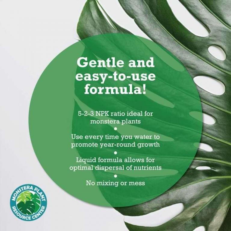 Monstera Plant Food The Fiddle Leaf Fig Plant Resource
