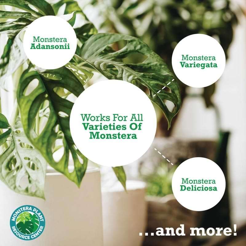 Monstera Plant Food 6 Monstera Plant Food