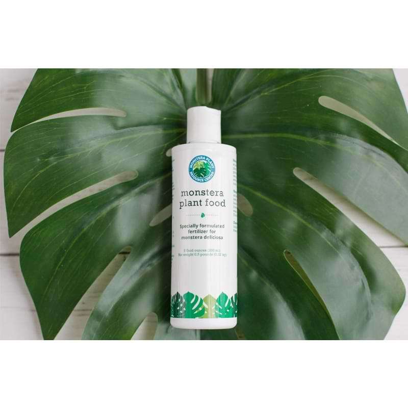 Monstera Plant Food 8 Monstera Plant Food