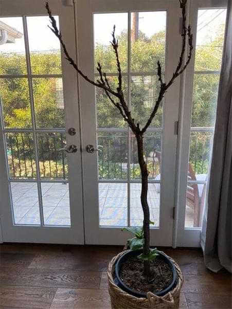 Why is my Fiddle Leaf Fig Growing Leaves at the Bottom? 4 New Growth Bottom Fiddle Leaf Fig