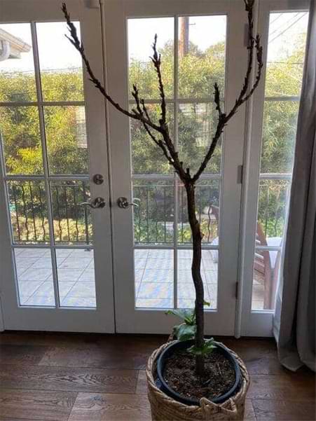 New Growth Bottom Fiddle Leaf Fig