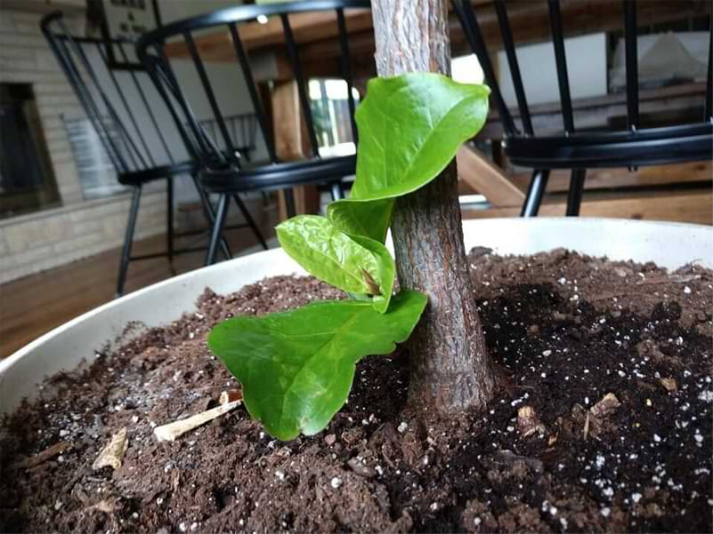 Is your fiddle leaf fig growing leaves at the bottom? Learn why this happens and if it is healthy to have leaves growing at the bottom.