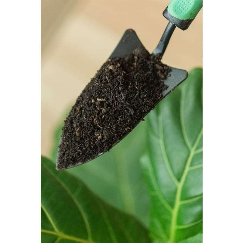 Premium Fiddle Leaf Fig Potting Soil