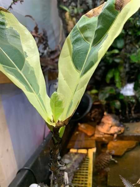 Variegated Fiddle Leaf Fig FB Group