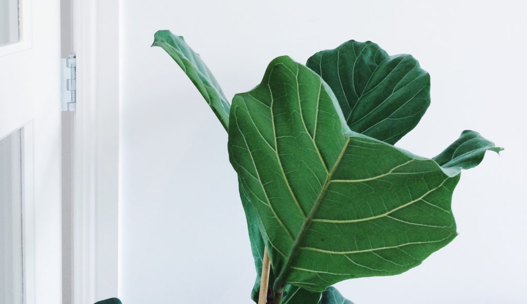 3 Signs Your Fiddle Leaf Fig Needs Nutrients