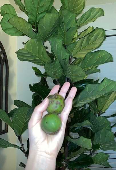 @houseplant.mom FLF Fruit