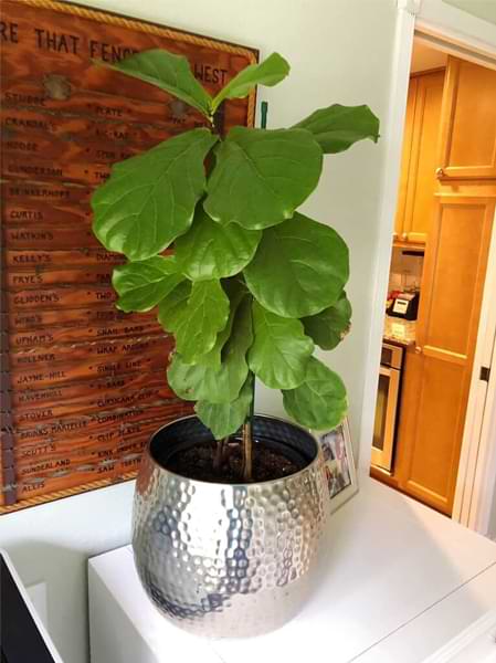 How Dry Is Too Dry? When to Water Your Fiddle Leaf Fig Tree 4 Watered Fiddle Leaf Fig
