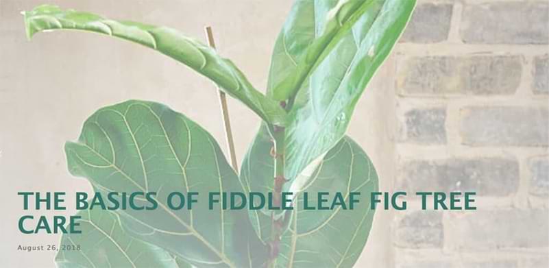 Basics of Fiddle Leaf Fig Tree Care