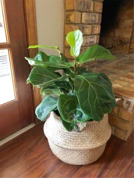 Where to Find a Great Basket for Your Fiddle Leaf Fig Tree