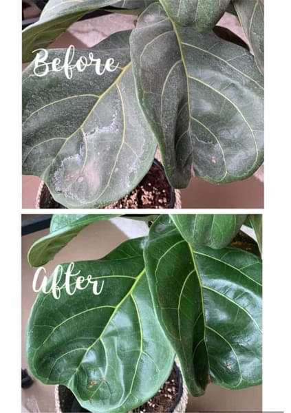 Do you have hard water spots on fiddle leaf fig leaves? Click to read the 3 simple steps for removing white residue on your fiddle leaf fig plant