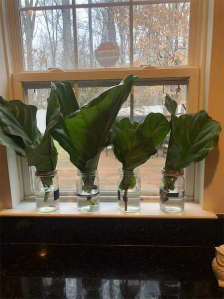 How to Propagate a Fiddle Leaf Fig in 5 Minutes 3 Clear Containers