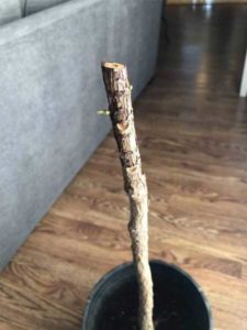 Is Your Fiddle Leaf Fig Dying?