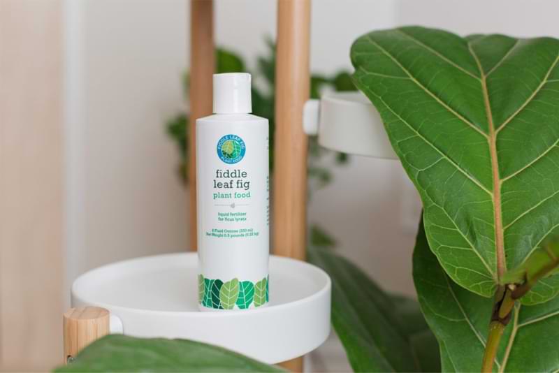7 Habits of Highly Effective Fiddle Leaf Fig Owners 3 Fiddle Leaf Fig Plant Food. Highly Effective Fiddle Leaf Fig Owners
