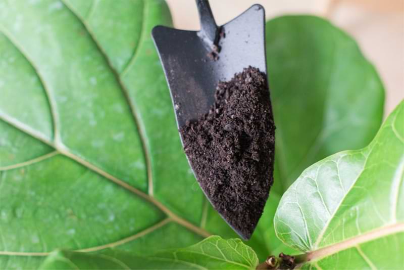 Premium Fiddle Leaf Fig Soil