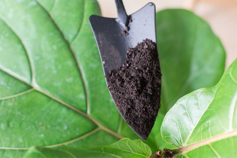Best Potting Soil for Fiddle Leaf Figs | Recipe 5 Premium Fiddle Leaf Fig Soil