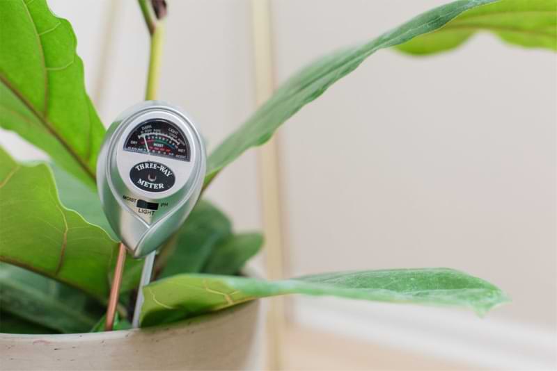 Fiddle Leaf Fig Care Moisture Meter
