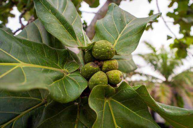 fiddle leaf fig tree