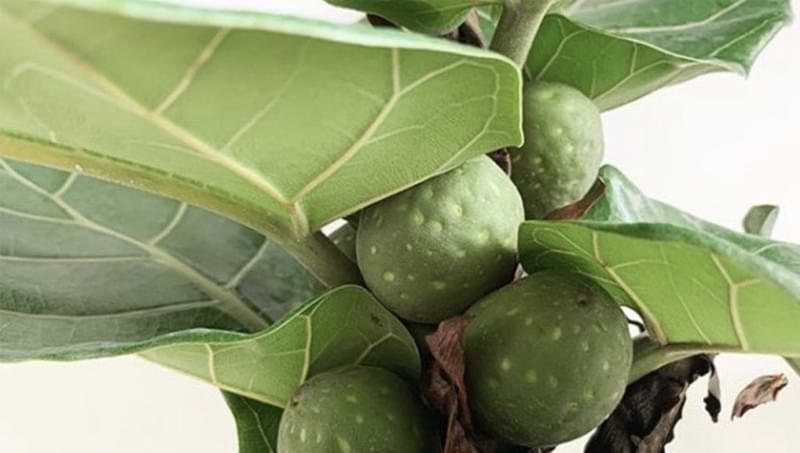 Fiddle Leaf Fig Fruit