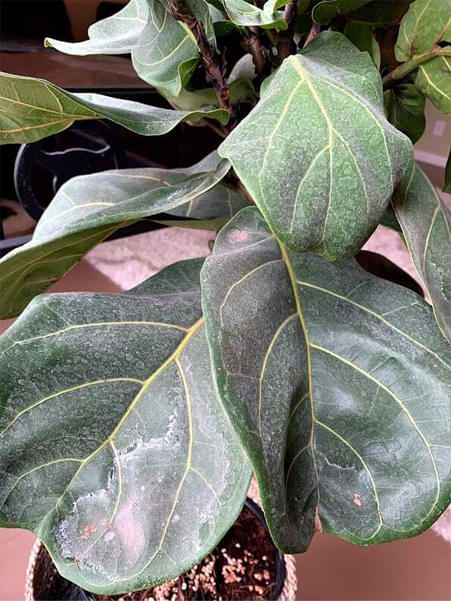 Hard Water Spots on Fiddle Leaf Fig Leaves: 3 Simple Steps for Removing White Residue 5 Do you have hard water spots on fiddle leaf fig leaves? Click to read the 3 simple steps for removing white residue on your fiddle leaf fig plant