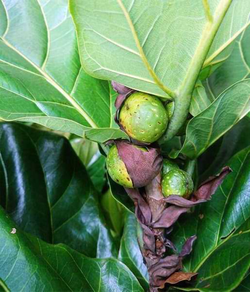 How Fiddle Leaf Fruit Figs Develop