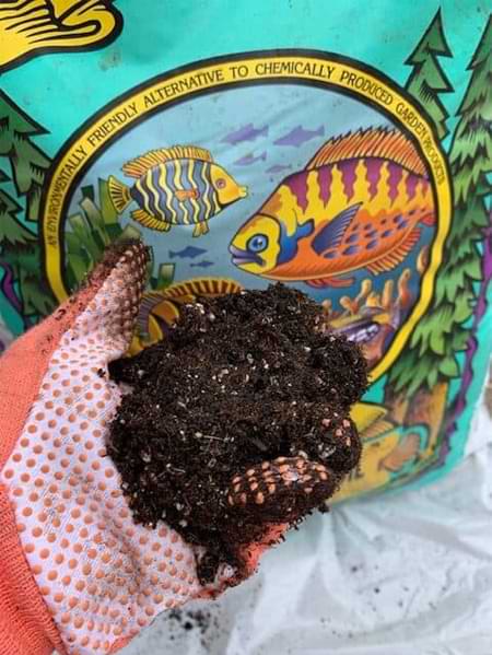 Advanced Fiddle Care: How to Create Custom Fiddle Leaf Fig Soil 3 Are you an expert fiddle leaf fig grower? Click to learn how to create your own custom fiddle leaf fig soil to keep your tree healthy, green, and gorgeous.
