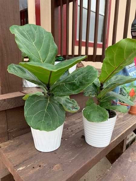 Advanced Fiddle Care: How to Create Custom Fiddle Leaf Fig Soil 10 Are you an expert fiddle leaf fig grower? Click to learn how to create your own custom fiddle leaf fig soil to keep your tree healthy, green, and gorgeous.