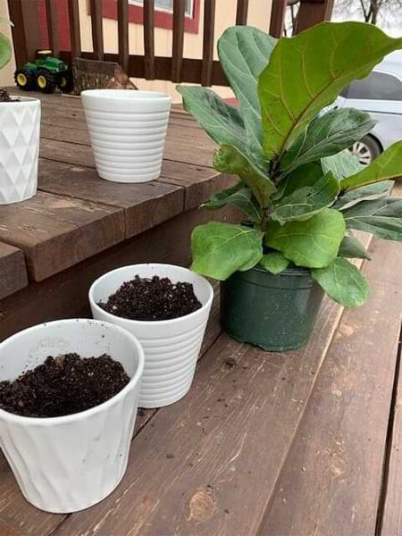 Are you an expert fiddle leaf fig grower? Click to learn how to create your own custom fiddle leaf fig soil to keep your tree healthy, green, and gorgeous.