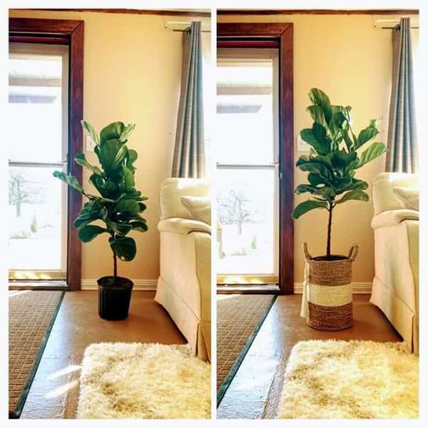 3½ Ways to Grow a Taller Fiddle Leaf Fig Tree 8 FLF grow taller faster before and after